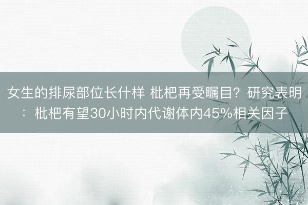 女生的排尿部位长什样 枇杷再受瞩目?研究表明:枇杷有望30小时内代谢体内45%相关因子